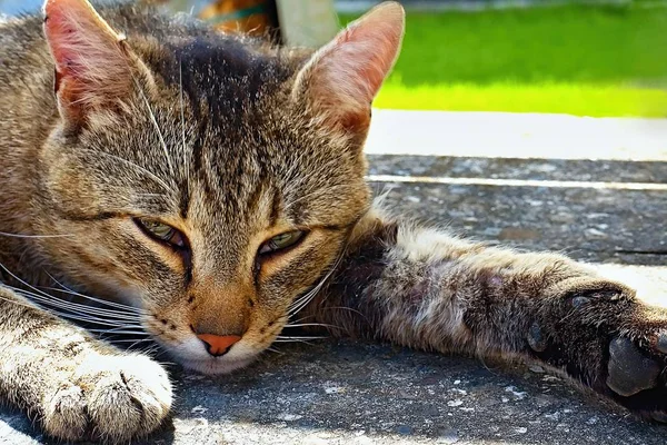 Yorgunluk kedi teras katında rahatlatıcı. — Stok fotoğraf