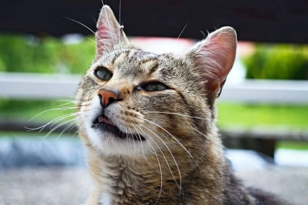 Portre kedi sevimli ve dostça ifade. — Stok fotoğraf