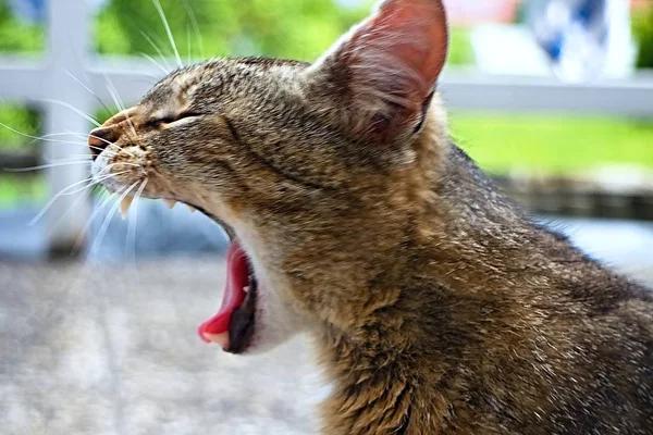 Angry cat screams at a dangerous aggressor. — Stock Photo, Image