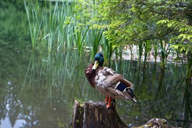 Su yüzeyinin ortasında gururla duran yaban ördeği.