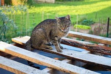 Sevimli genç tomcat kuşlar için avcılık bekliyor.