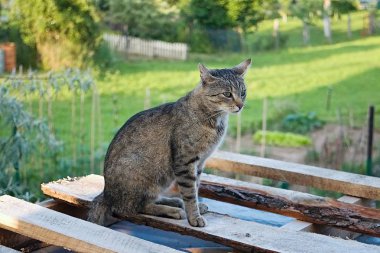 Genç, tapılası erkek kedi ahşap palete asılmış..