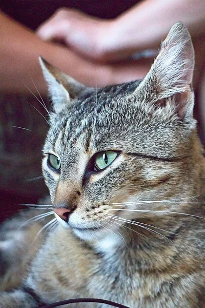 Portrét rozkošné mladé kočky. Oči, uši, nos a vousy kočky. — Stock fotografie