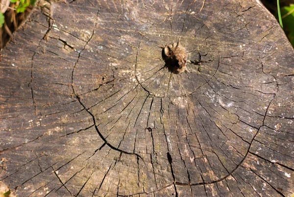 Cross-section of a very old tree trunk close-up.
