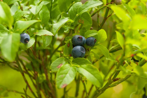 berries wild blueberries hang on the bushes of young, close-up.