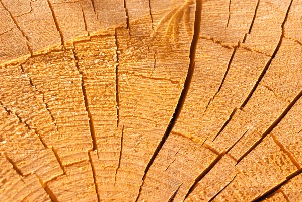 Cross-section of spruce trunk, with annual rings and cracks. wood texture.