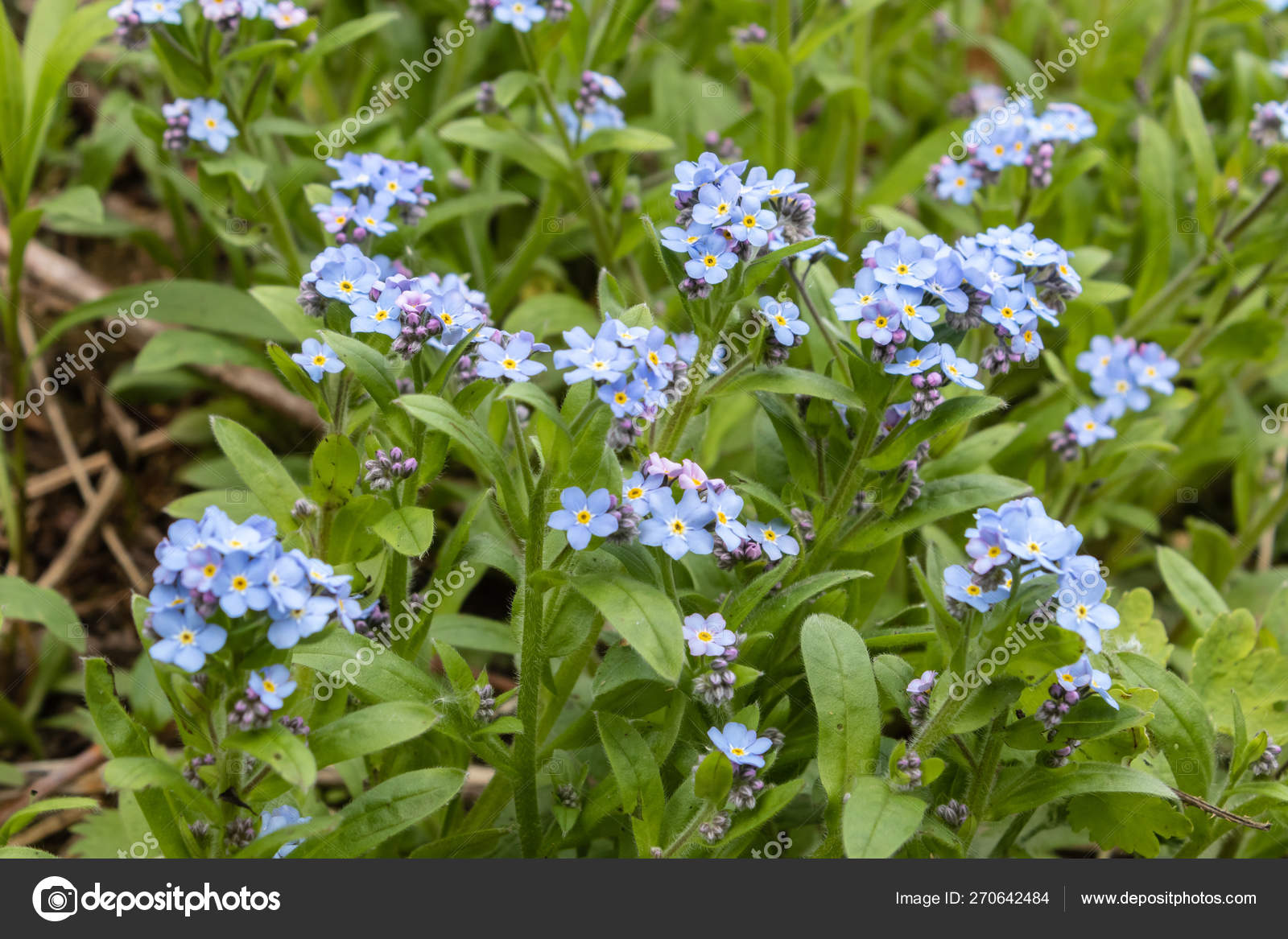 Blue Forget Me Nots Myosotis Sylvatica A Grass Of A Scorpion Flower On The Spring Meadow Stock Photo Image By C Kamrad71 Blue Forget Me Nots Myosotis Sylvatica A Grass Of A Scorpion Flower On The Spring Meadow Stock Photo Image By C Kamrad71