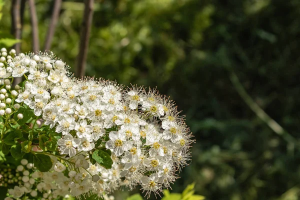 White flowers Spiraea vanhouttei on a Sunny day with dew drops. white grease