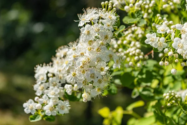White flowers Spiraea vanhouttei on a Sunny day with dew drops. white grease