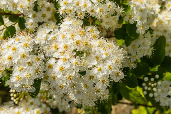 White flowers Spiraea vanhouttei on a Sunny day with dew drops. white grease