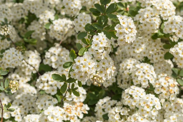 White flowers Spiraea vanhouttei on a Sunny day with dew drops. white grease