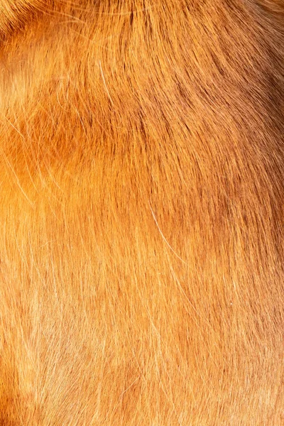 Close-up of shiny healthy fur English Cocker Spaniel, as background