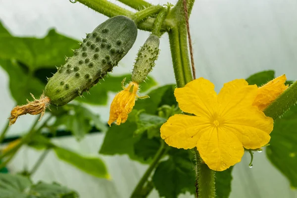 Young plant cucumber with yellow flowers. Juicy fresh cucumber close-up macro on the background of the leaves of a small backyard greenhouse. Tula region, Russia