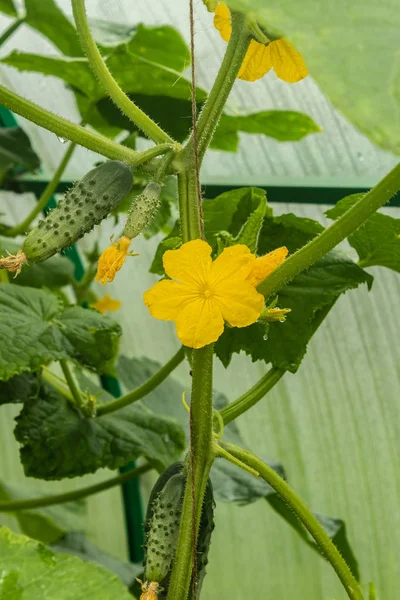 Young plant cucumber with yellow flowers. Juicy fresh cucumber close-up macro on the background of the leaves of a small backyard greenhouse. Tula region, Russia