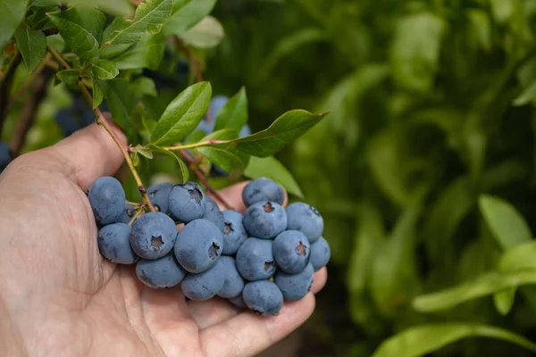 Garden blueberries are delicious, healthy berry fruits. Vaccinium corymbosum, blueberry. Man\'s hand holding a bunch of blue ripe berries. close up