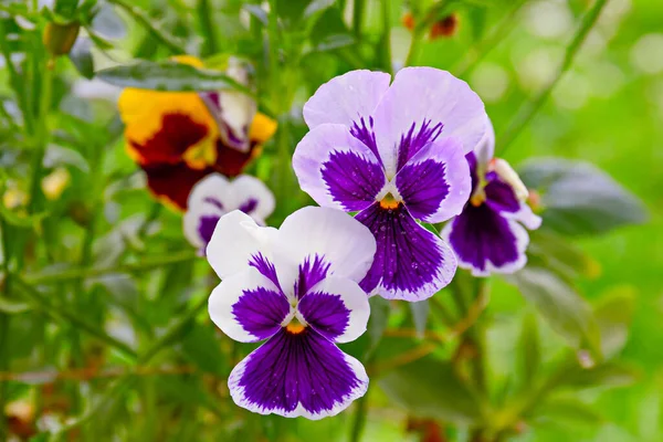 blue pansy viola flower in garden, viola tricolor Viola cornuta. close up