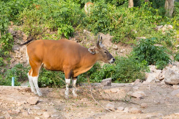 Tehdit türleri Banten IUCN Kırmızı listesinde tehlike altında türler — Stok fotoğraf