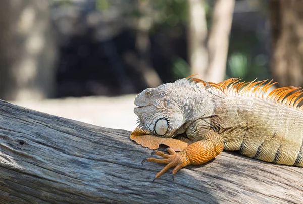 Iguana lizard on a tree — Stock Photo, Image