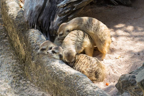 La famiglia Meerkats si rilassa insieme — Foto Stock