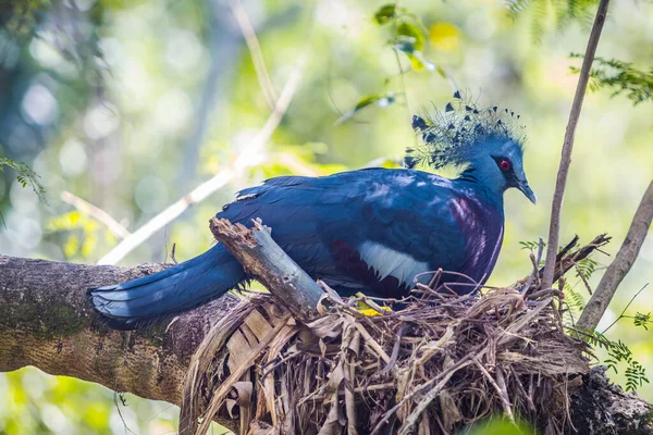 Victoria Paloma Coronada Pájaro Una Rama Árbol — Foto de Stock