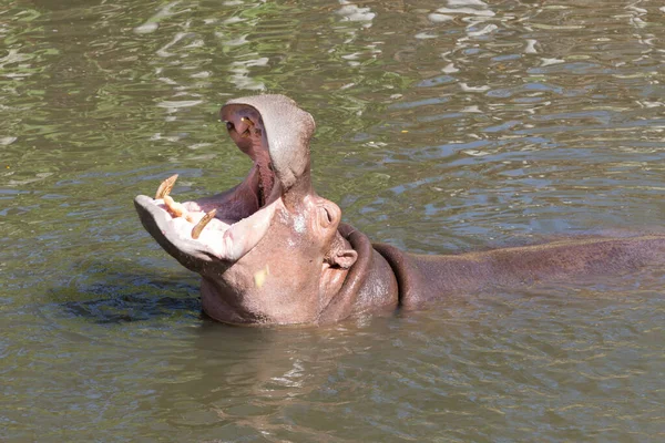 Гиппопотамус Hippopotamus Amphibius Открытым Ртом Воде — стоковое фото