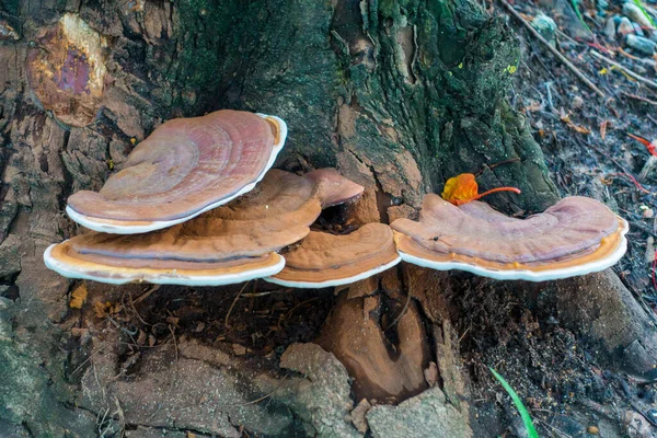 Paddenstoelen Groeien Een Boom Een Park — Stockfoto