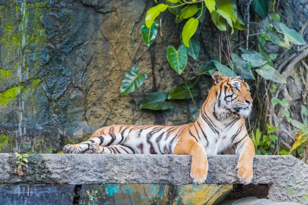 Tigre Indochinês Descansando Uma Ponte Pedra Frente Cachoeira — Fotografia de Stock