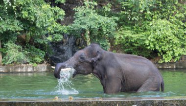 Fil hortumuyla su püskürtüyor.