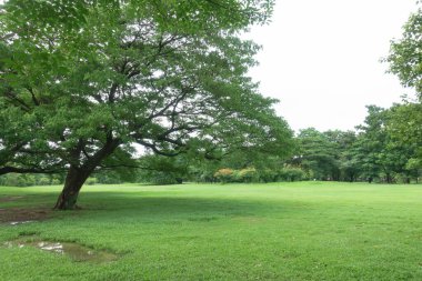 Güneşli bir günde parkta büyük bir ağaç