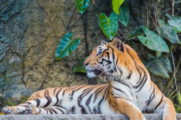 Indochiński Tygrys Spoczywa Kamiennym Moście Przed Wodospadem — Zdjęcie stockowe
