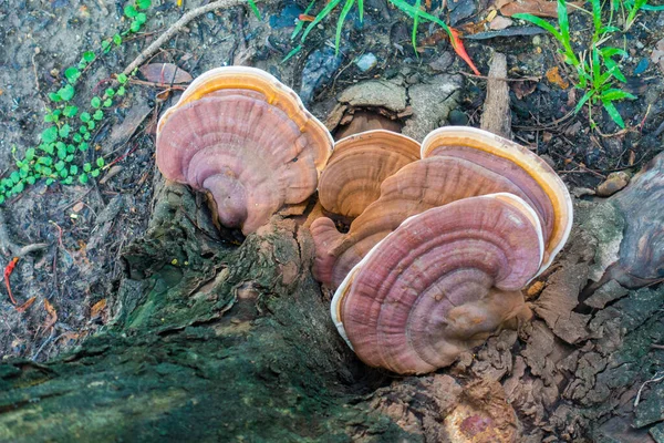 Pilze Die Auf Einem Baum Park Wachsen — Stockfoto