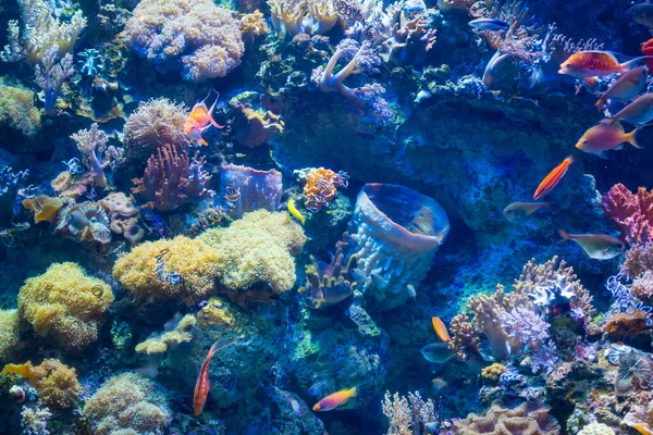 Aquarium Met Kleurrijk Koraal Vissen — Stockfoto