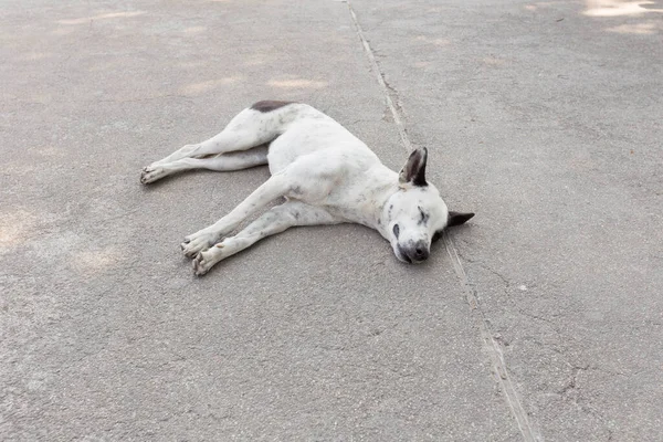 Cão Tailandês Dormindo Feliz Estrada — Fotografia de Stock