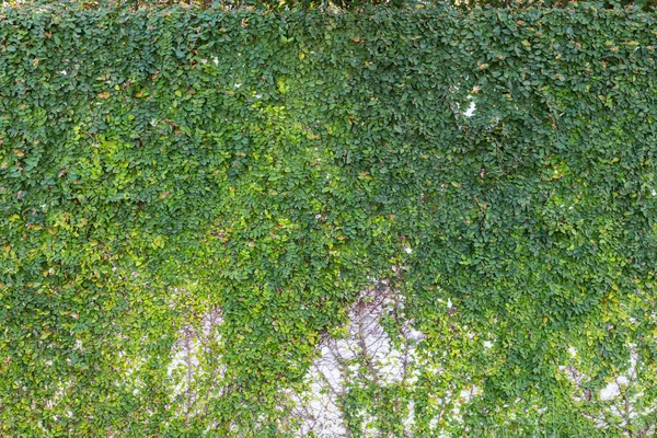 有绿树的墙覆盖了墙的一部分 — 图库照片