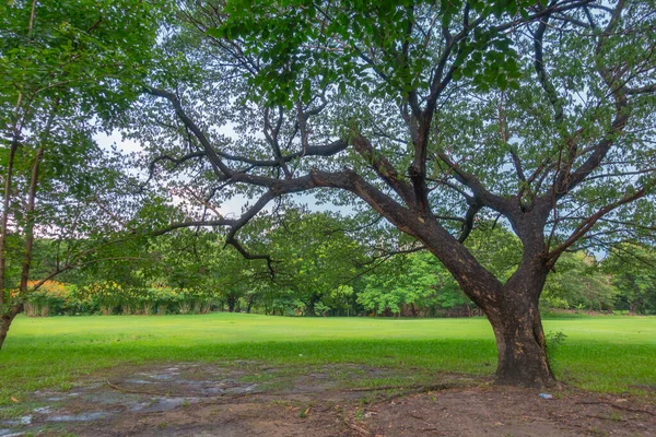 Yeşil Parktaki Büyük Ağaç — Stok fotoğraf