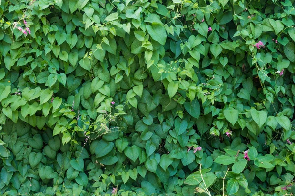 Groene Bladeren Muur Achtergrond — Stockfoto