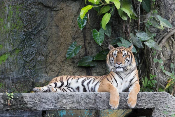 Tigre Indocinese Appoggiata Ponte Pietra Fronte Alla Cascata — Foto Stock
