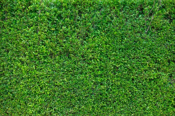 Green Leaves Wall Background — Stock Photo, Image