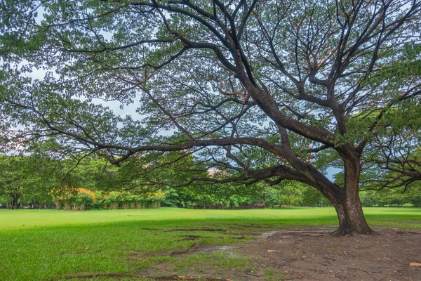 Большое Дерево Саду Общественного Парка — стоковое фото