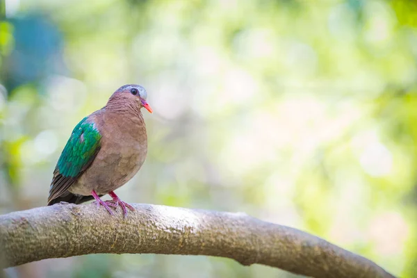 Emerald Dove Pták Stromě — Stock fotografie