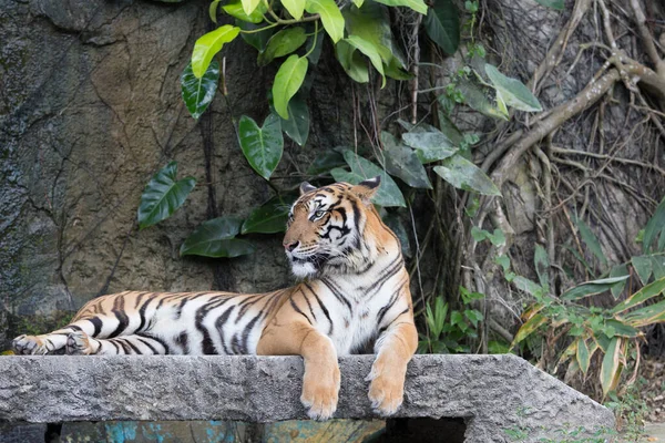 Tigre Indochinês Descansando Uma Ponte Pedra Frente Cachoeira — Fotografia de Stock