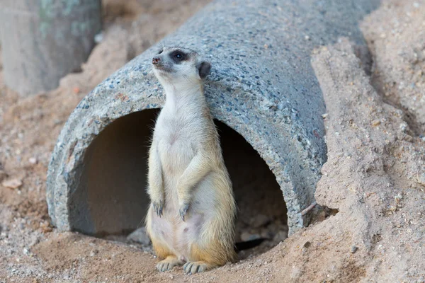 Single Meerkat Kijken Als Een Bewaker — Stockfoto