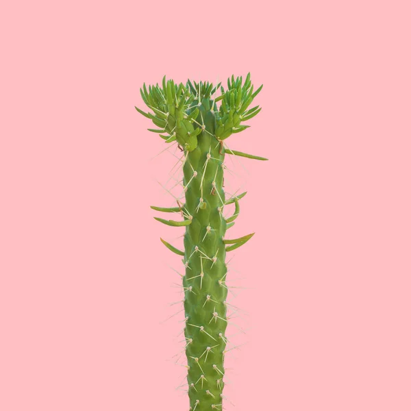 Kaktus Auf Rosa Hintergrund Kreatives Design Minimale Mode Kunst Galerie — Stockfoto