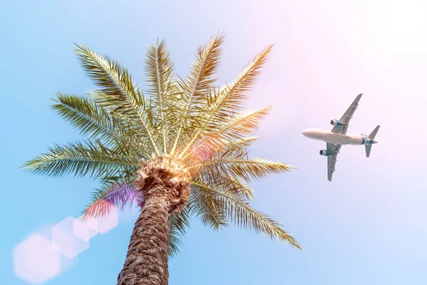 Mavi Gökyüzüne Karşı Palmiye Ağacının Üzerinde Uçan Yolcu Uçağı — Stok fotoğraf