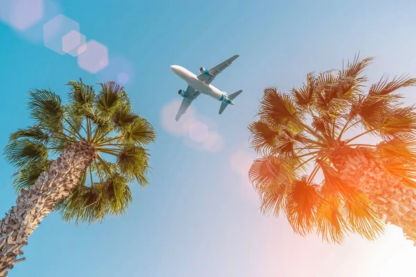 Passagiersvliegtuig Dat Boven Palmbomen Tegen Blauwe Lucht Vliegt — Stockfoto