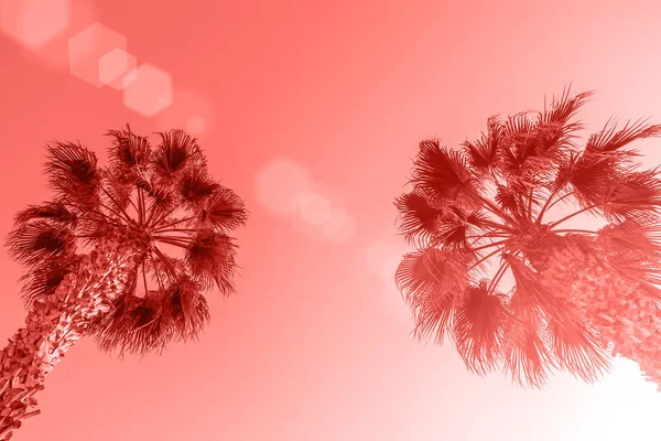 完美的棕榈树对美丽的天空 珊瑚色背景 — 图库照片