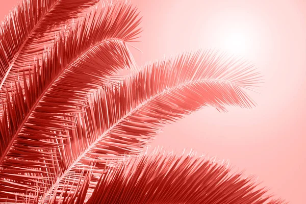 Palm Leaf Bright Background Coral Color Year 2019 — Stock Photo, Image