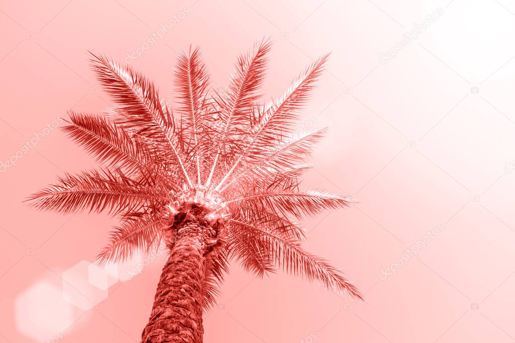 Perfect palm trees against a beautiful sky. Coral color background.