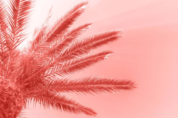 Perfect palm trees against a beautiful sky. Coral color background. — Stock Photo, Image