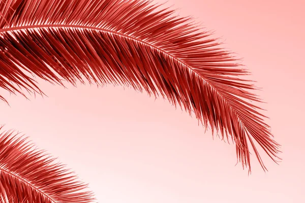 Perfecte palmbomen tegen een mooie hemel. Koraal kleur achtergrond. — Stockfoto